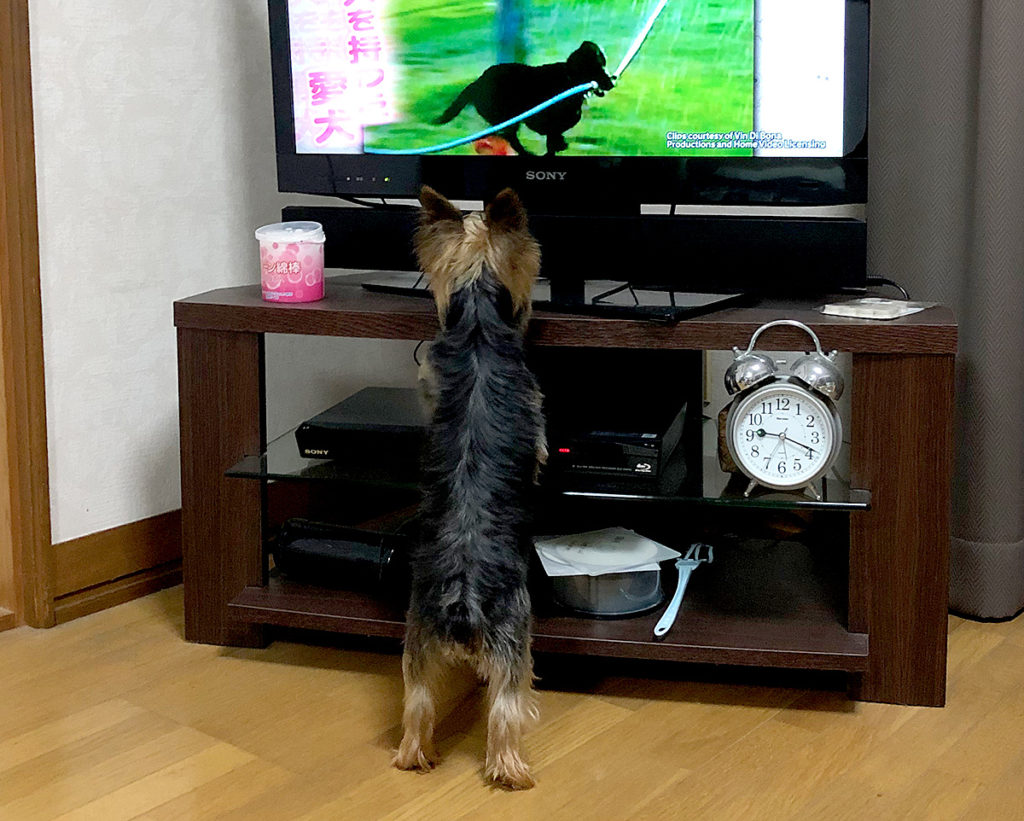 犬　テレビ
